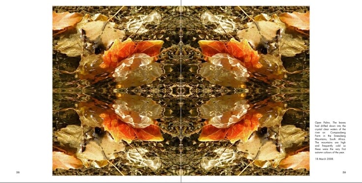 Symmetry in Nature: Leaves