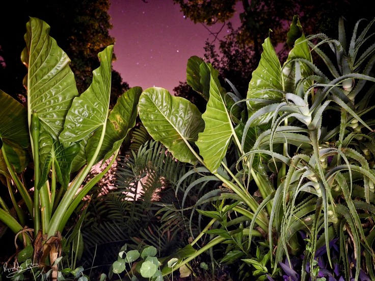 PortalsAliceinWonderlandOriginal