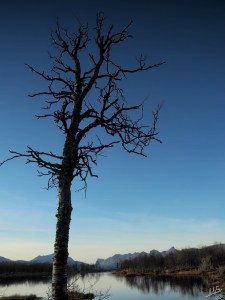Lone birch