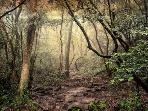 Hogsback Series, Wild Fox Hill, Hogsback, #NAF18