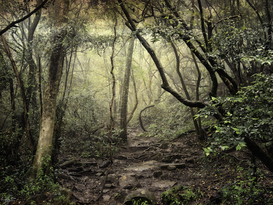 Hogsback Series, Wild Fox Hill, Hogsback, #NAF18