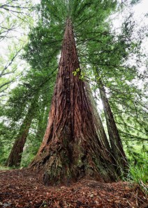 Hogsback, #NAF18, Eastern Cape, Dream Forest Series, Metamorphosis