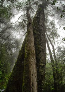 Hogsback, #NAF18, Eastern Cape, Dream Forest Series, Metamorphosis