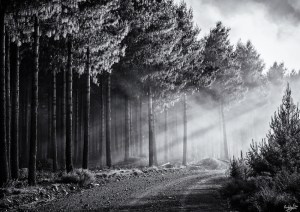 Misty Road, Hogsback, Wild Fox Hill, South Africa, #NAF18