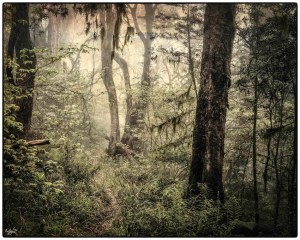 Hogsback, #NAF18, Eastern Cape, Dream Forest Series, Metamorphosis