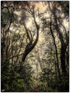 Hogsback, #NAF18, Eastern Cape, Dream Forest Series, Metamorphosis