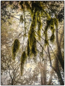 Hogsback, #NAF18, Eastern Cape, Dream Forest Series, Metamorphosis