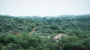 Kwandwe, WESSA, Natural Heritage, RoddytheFox, Wildlife, Landscape