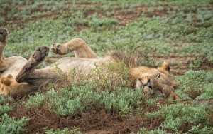 Kwandwe, WESSA, Natural Heritage, RoddytheFox, Wildlife