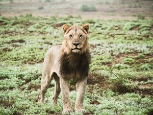 Kwandwe, WESSA, Natural Heritage, RoddytheFox, Wildlife