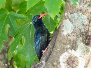 The beady eye of the green wood hoopoe
