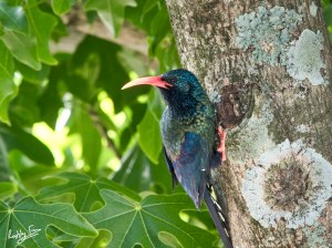 Green wood hoopoe on the flame tree