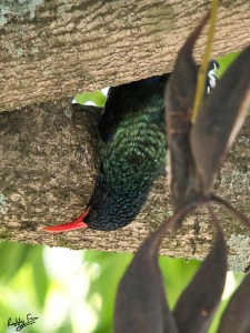 Green wood hoopoe upside down