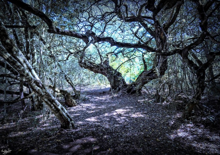 Platbos Milkwood Dark: Original Study before mirroring