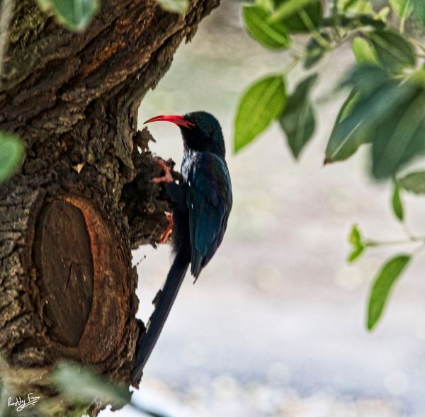 Wood hoopoe posing on a branch