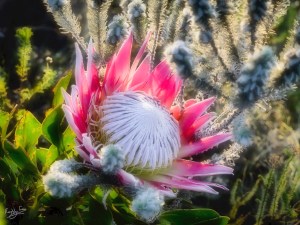 King Protea, Mountain Drive, Grahamstown, Makhanda, Eastern Cape