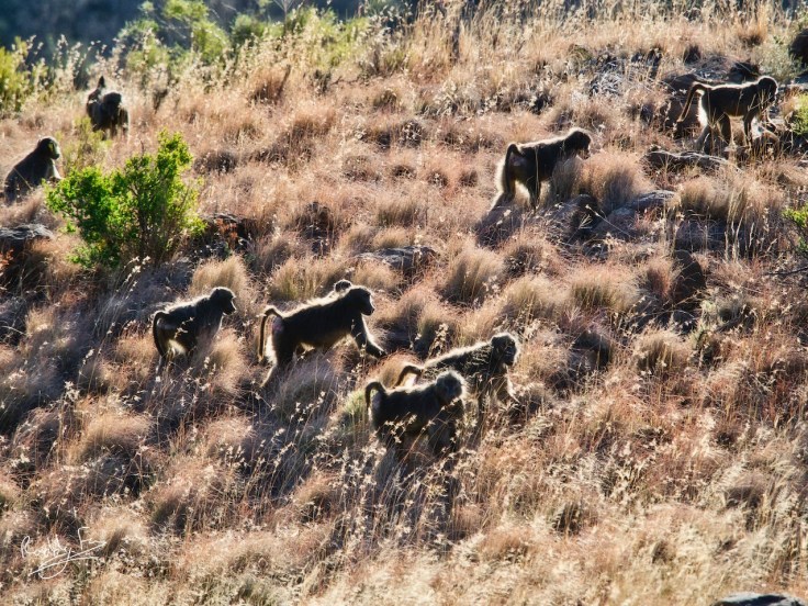 Baboon troop, Mt Zebra National Park
