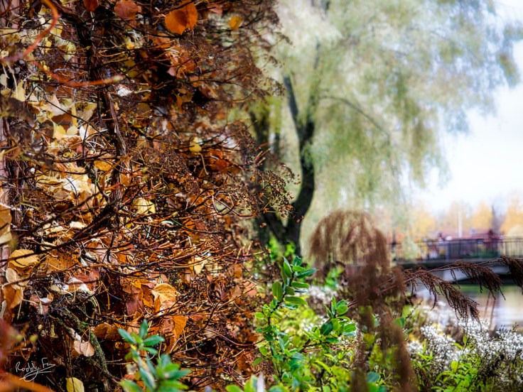 Autumn colours beside the Faluån