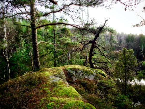 The lamp in the forest, Äsperöd