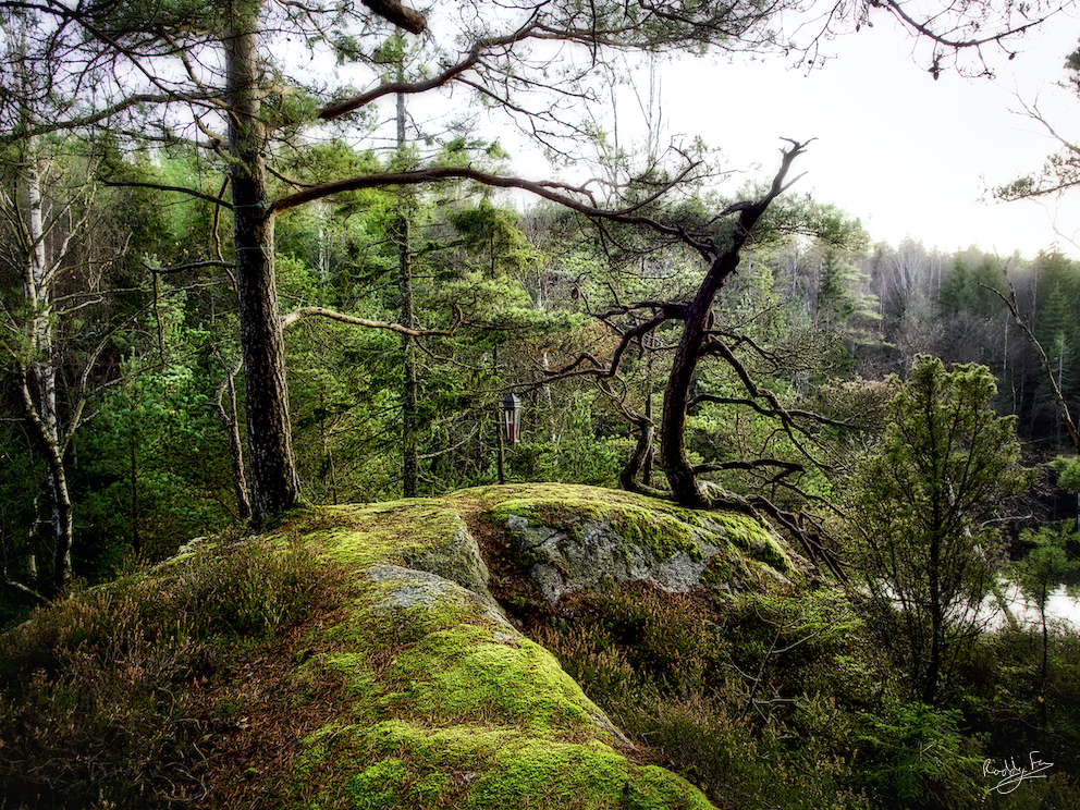 The lamp in the forest, Äsperöd