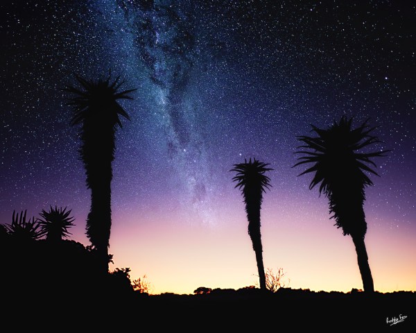 Aloes, Winter Stars and Dawn Light, Amakhala