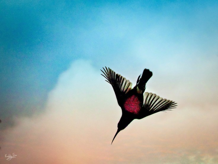 Delta, Amethyst Sunbird Diving