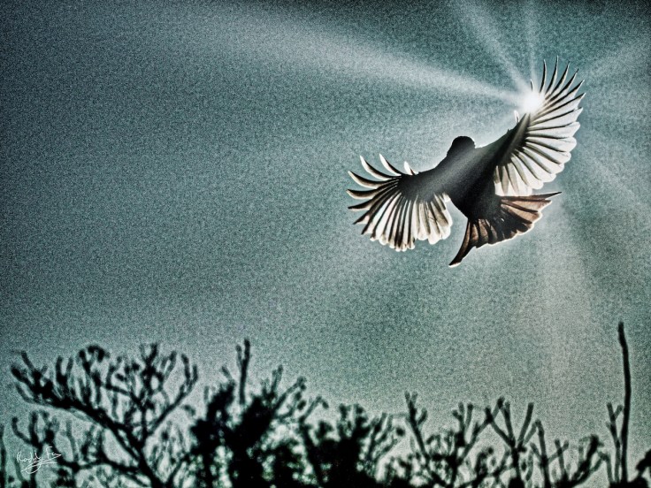 Bulbul backlit Finale