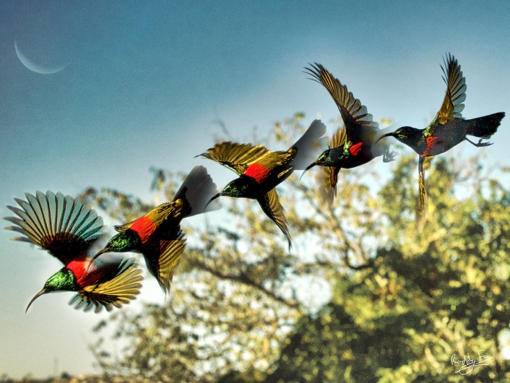 Greater Collared Sunbird In the Flow