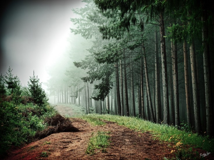 Mist Lifting Along the Forest Road, Plaaitjieskraal, Hogsback