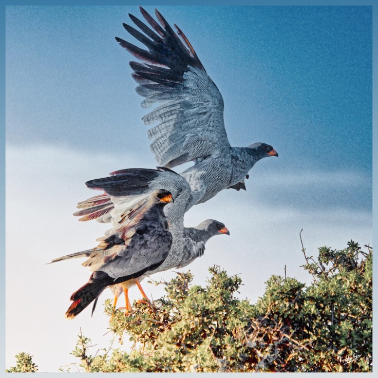 Pale Chanting Goshawk at Kwandwe Private Reserve